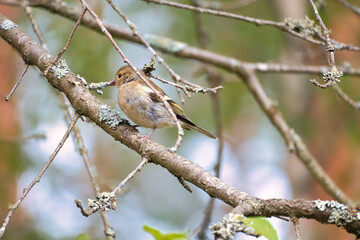 Chaffinch young on a branch in the forest. Brown, gray, green plumage. Songbird