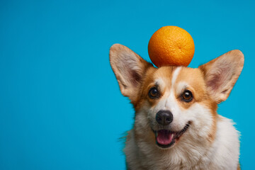 A Pembroke Welsh Corgi dog holds a ripe orange on its head. Oranges in the dog's diet. A place for...