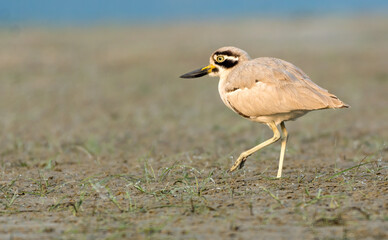 great thick-knee