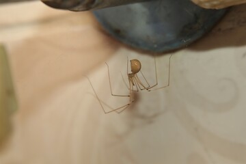 Cellar spider in the laundry room. Spider has built its nest behind the washing machine, between...