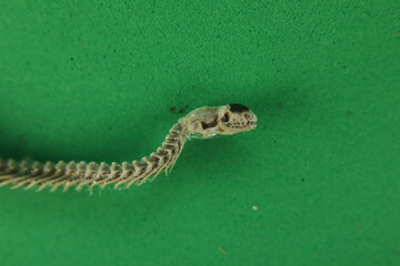 Dead blind snake isolated on green background.
Skeleton detail, Skull and spine.
Exotic reptile.
Anatolian, Turkish Worm Lizard, worm snake (Blanus strauchi) Non venomous.
Dead animal