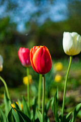 nice tulips in the garden