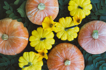 Freshly picked homegrown organic yellow and orange pumpkins on green grass background, close up. Autumn seasonal food.