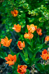 nice tulips in the garden