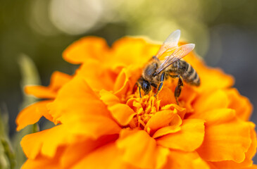 A bee in a macro photo on a yellow flower.