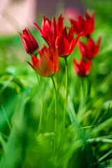 nice tulips in the garden