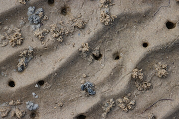 Coiled sand castings of a lugworm, arenicola marina