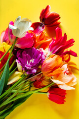 nice spring flowers - colorful tulips