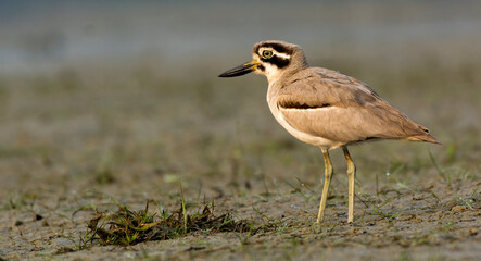 Obraz premium great thick-knee