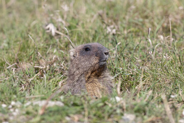 Bobak marmot  lies on a grass on summer day