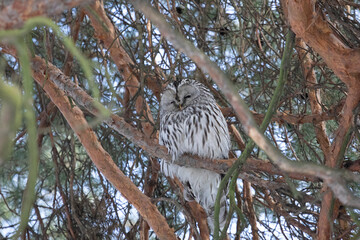 Adult Tawny owl sitting on a pine branch close up