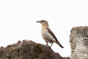 Northern wheatear sits on a stone and holds prey in its beak