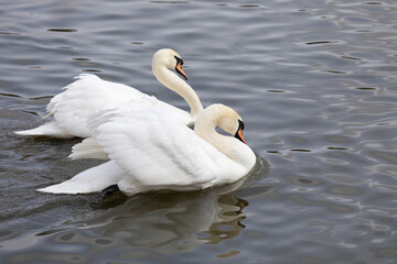 Two swans swim in the lake