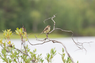A young wagtail sits on an old tree