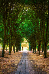 Walkway lane path with green trees in the park