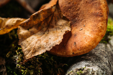 Wild honey fungus (Armillaria mellea) mushrooms in the forest. Selective focus. Shallow depth of field.