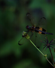 yellow striped flutterer dragonfly on green plant