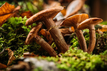 Wild honey fungus (Armillaria mellea) mushrooms in the forest. Selective focus. Shallow depth of field.