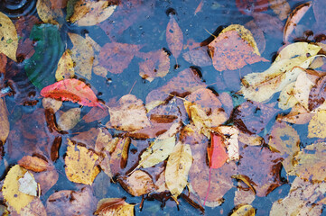 Fallen yellow and orange leaves in the clear water of a pond or puddle during rain. Leaves in the water. Circles on the surface from drops. Close up.