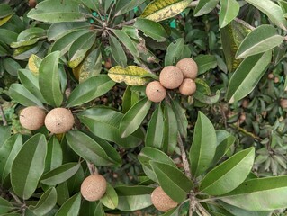 Fresh Sapodilla or sapota fruit in closeup view hanging in a tree