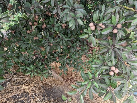Fresh Sapodilla or sapota fruit in closeup view hanging in a tree