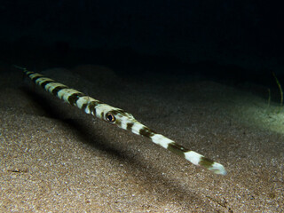 Bluespotted cornetfish - Fistularia commersonii from Cyprus.