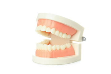 Concept of dental care, jaws isolated on white background