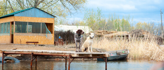 Dogs of the Kurzhaar breed are standing on the pier and waiting for the owner. Hunting dog waiting for prey. Pets are on the banks of the river.