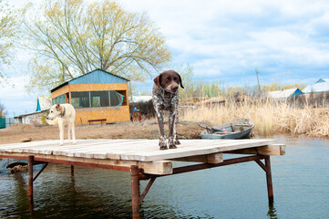 Fototapeta na wymiar Dogs of the Kurzhaar breed are standing on the pier and waiting for the owner. Hunting dog waiting for prey. Pets are on the banks of the river.