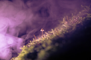 A mushroom in the smoke