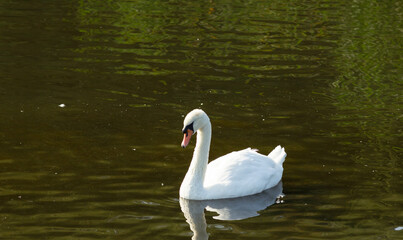 Fototapeta premium white swan on the lake