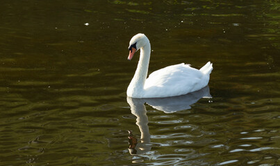 swan on the lake