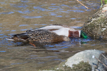 Stockenten beim gründeln im Wasser	