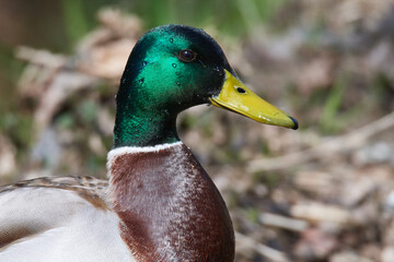 Stockenten Erpel im Frühjahr	