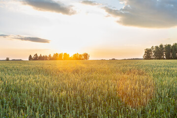 Green wheat on the field with beautiful sunset sky. Selective focus. Shallow depth of field.