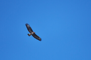 Mäusebussard im Flug in der Oberlausitz	