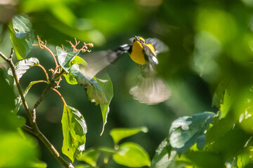 キビタキ！
オスのキビタキが秋の渡りの時に好んで食べるミズキの実に向かって飛んできました。