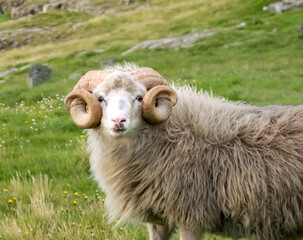 Faroese sheep near the town of Eiði, Eysturoy island, Faroe Islands