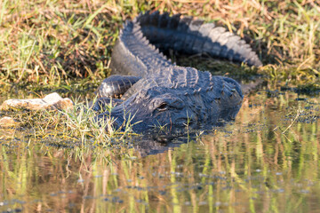 alligator in the swamp