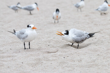 royal terns courting