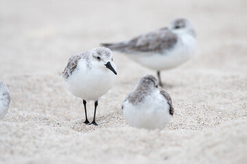 seabirds on Miami Beach