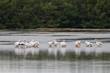 White Pelicans, Sanibel Island