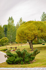 Fototapeta premium Autumn in a park tree 