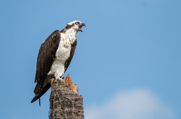 osprey call