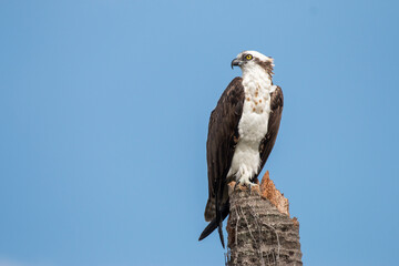 osprey perched on a tree