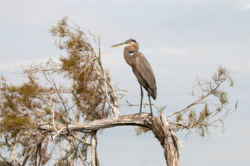 great blue heron in a tree