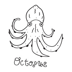 Octopus. Outline vector icon. Seafood. Vector graphic design.
