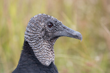 close up of a black vulture