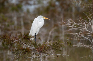 great egret perched on a tree