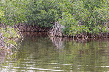 Fototapeta na wymiar mangrove forest, Everglades